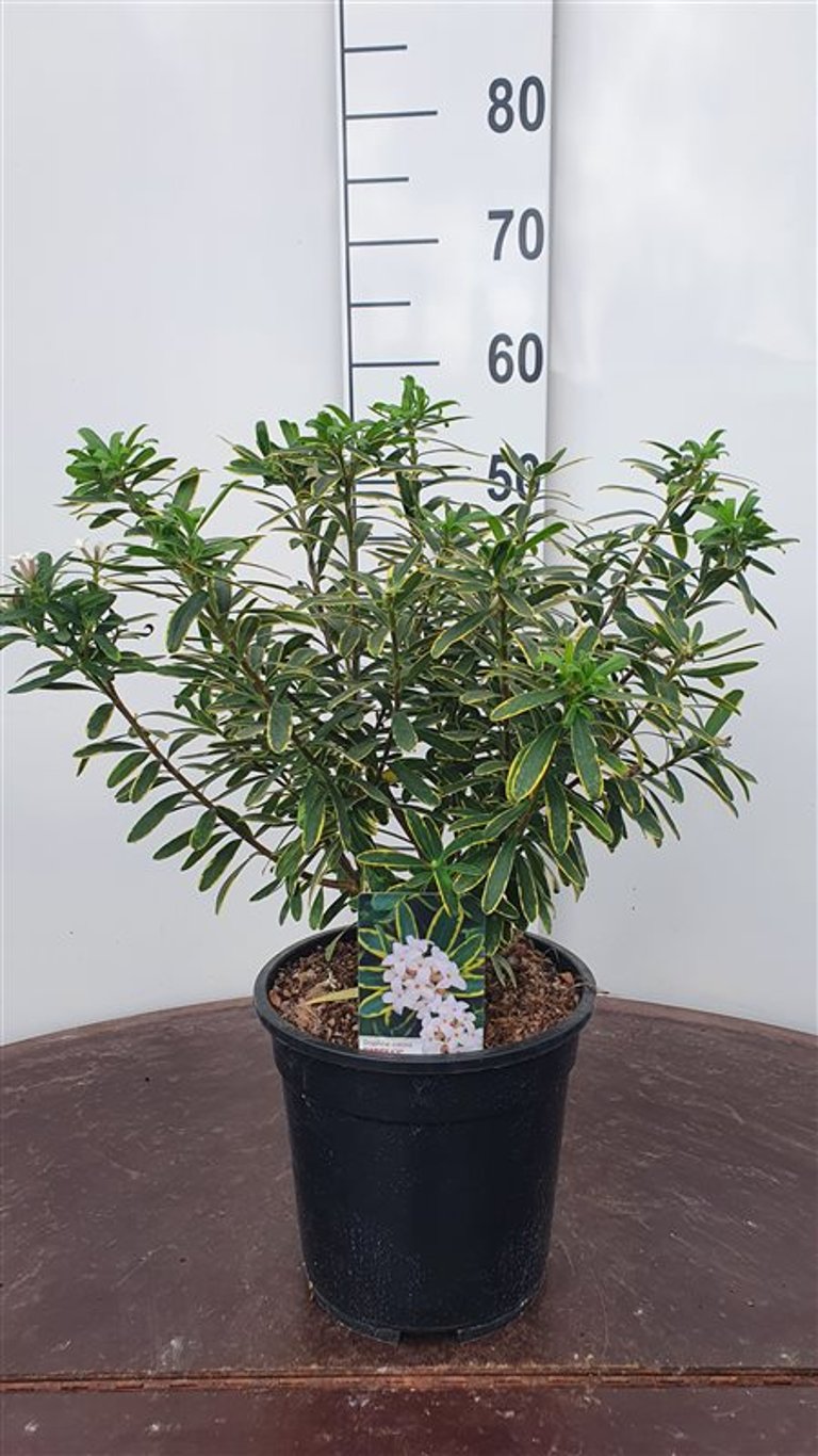 Daphne transatl. 'Summer Ice' - C5 30-40 CM